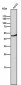 Anti-CD209 Rabbit Monoclonal Antibody